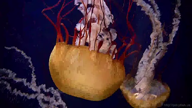 Snapshot of streamy_test15 chatting on 20, 12, 2024 streamy test15 online show from 20, 12, 2024