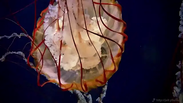 Snapshot of streamy_test15 chatting on 16, 12, 2025 streamy test15 online show from 16, 12, 2025