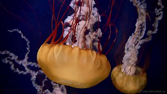 Snapshot of streamy_test15 chatting on 16, 1, 2026 streamy test15 online show from 16, 1, 2026