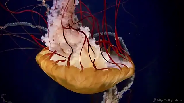 Snapshot of streamy_test15 chatting on 4, 2, 2025 streamy test15 online show from 4, 2, 2025