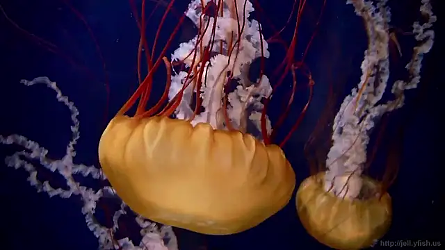 Snapshot of streamy_test15 chatting on 27, 11, 2025 streamy test15 online show from 27, 11, 2025