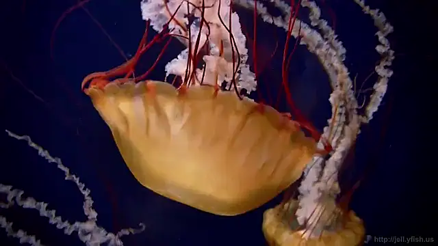 Snapshot of streamy_test15 chatting on 12, 2, 2026 streamy test15 online show from 12, 2, 2026