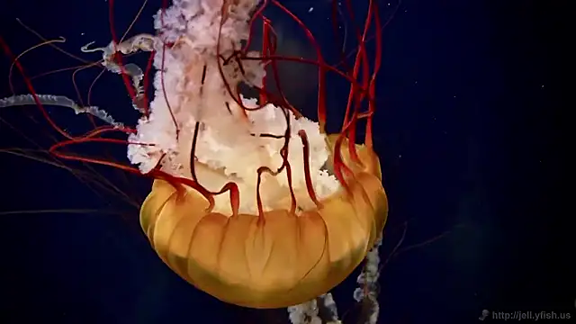 Snapshot of streamy_test15 chatting on 6, 11, 2025 streamy test15 online show from 6, 11, 2025