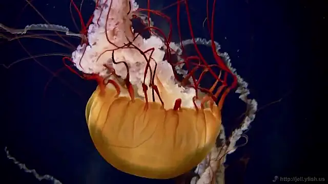 Snapshot of streamy_test15 chatting on 16, 2, 2026 streamy test15 online show from 16, 2, 2026