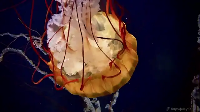 Snapshot of streamy_test15 chatting on 15, 12, 2025 streamy test15 online show from 15, 12, 2025