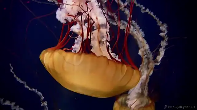 Snapshot of streamy_test15 chatting on 19, 12, 2025 streamy test15 online show from 19, 12, 2025