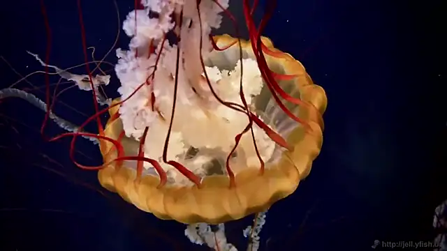 Snapshot of streamy_test15 chatting on 18, 3, 2025 streamy test15 online show from 18, 3, 2025