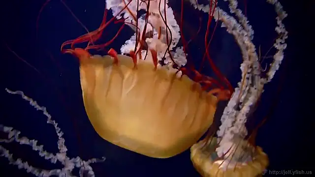 Snapshot of streamy_test15 chatting on 2, 2, 2026 streamy test15 online show from 2, 2, 2026