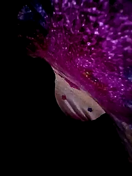 Snapshot of morenogts69 chatting on 23, 9, 2025 morenogts69 online show from 23, 9, 2025