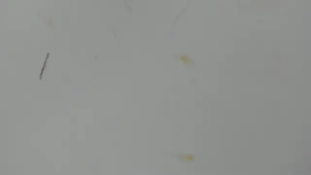 Antonellanospik  online show from 16, 3, 2025