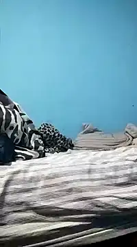 Leonul online show from 19, 1, 2025