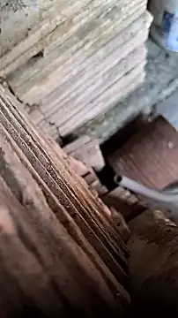 mendelicius online show from 9, 9, 2025