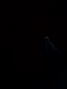 REVA DARLING online show from 15, 10, 2025