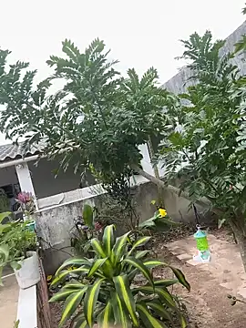 Snapshot of king_cum_ chatting on 12, 2, 2026 king cum online show from 12, 2, 2026