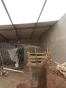 Snapshot of Rober2230 chatting on 12, 1, 2025 Rober2230 online show from 12, 1, 2025