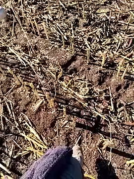 murokkk31 online show from 18, 12, 2025