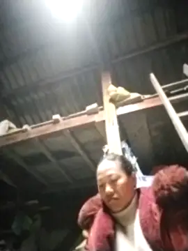 Snapshot of pvppm chatting on 18, 3, 2025 pvppm online show from 18, 3, 2025