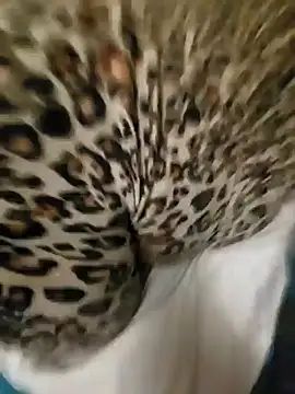 Cameltoekilla online show from 17, 1, 2025