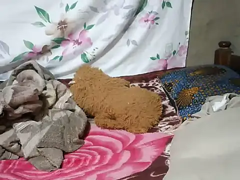 mdivah online show from 13, 11, 2025