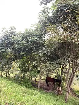 FlpGmz online show from 7, 4, 2026