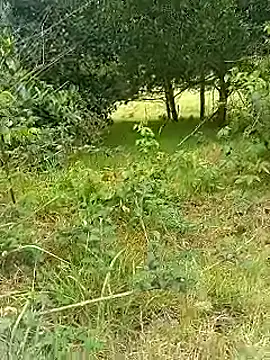 Cuervo maniaco online show from 30, 10, 2025