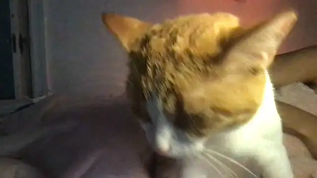 loveofbea online show from 2, 4, 2026