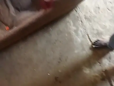 Tshidiso7 online show from 12, 1, 2026