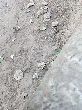 MAN MOHINI 21 online show from 22, 2, 2026