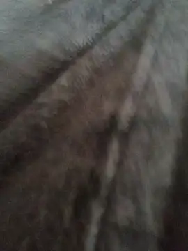 Snapshot of cazaperdidas chatting on 13, 1, 2026 cazaperdidas online show from 13, 1, 2026