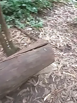 mis312 online show from 27, 11, 2025