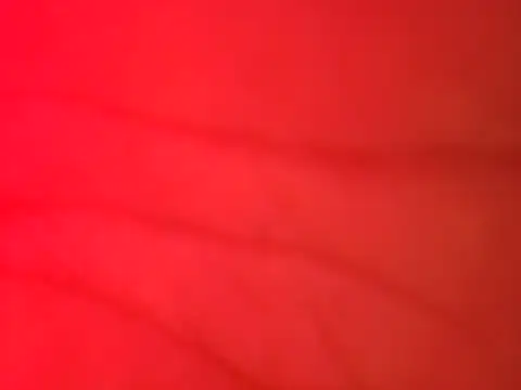 Snapshot of jorwee chatting on 15, 2, 2025 jorwee online show from 15, 2, 2025