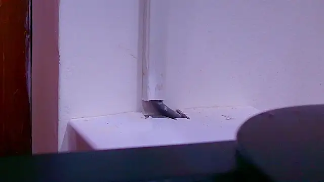 anisha x online show from 26, 9, 2025