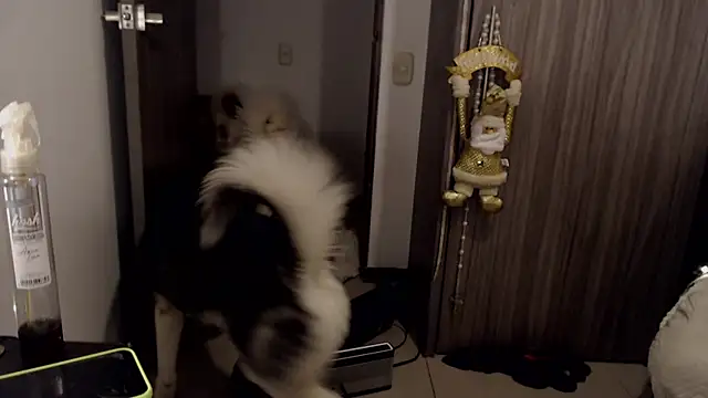 thomas gun online show from 14, 1, 2025