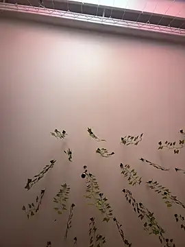 -Sexy Barbie- online show from 11, 3, 2025