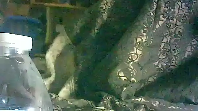 DI4MOND FIR3 online show from 17, 3, 2026