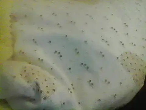 Snapshot of Bigpenis6y chatting on 24, 1, 2025 Bigpenis6y online show from 24, 1, 2025