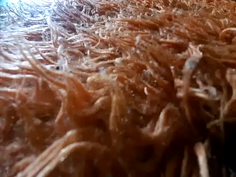 tiscopofortezozza online show from 2, 4, 2026