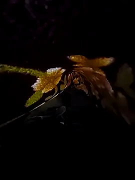 SageElement2 online show from 14, 3, 2025