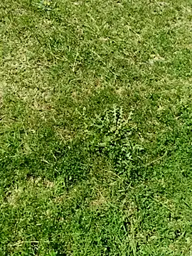 Gururonny07 online show from 5, 3, 2025