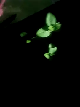 AloneDick online show from 17, 10, 2025