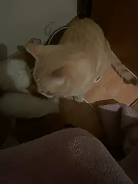 Starry Siren online show from 13, 12, 2024