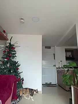 DakotaShelby online show from 17, 12, 2025