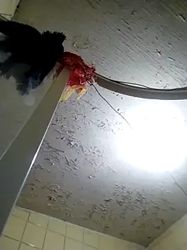 Polygamist online show from 18, 10, 2025