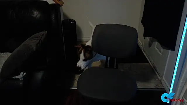 Thekodyy online show from 11, 2, 2026