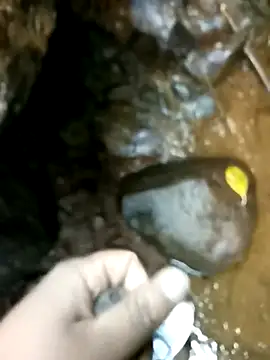 dpkpaksudda online show from 24, 9, 2025