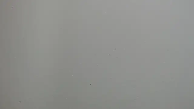 sussy leon online show from 18, 3, 2025