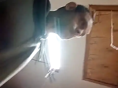 Buffshagswell online show from 14, 11, 2025