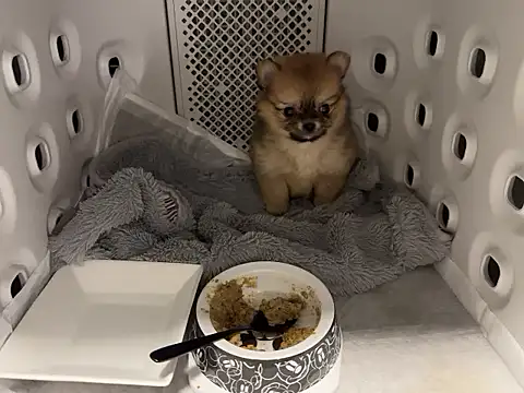 kensnb online show from 2, 12, 2025