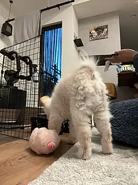 kensnb online show from 9, 3, 2026