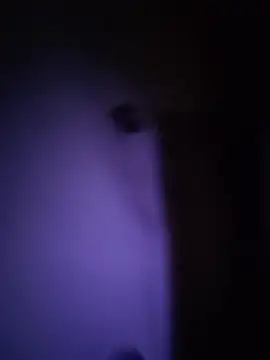 Dani pegin online show from 2, 12, 2025